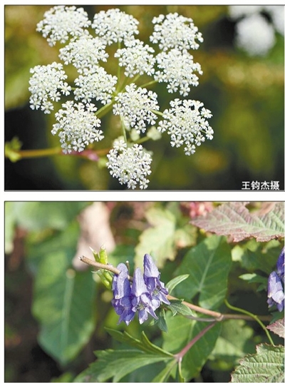 生活石防风(上图):多年生草本,7-9月开花,花很有特点,为复伞形花序,多