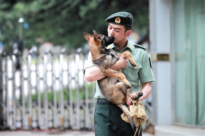 出色的军犬成为主角,一战成名的机会来了.