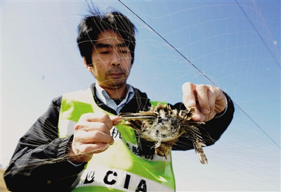 隋國輝技師把粘網上的鳥輕輕取下,把它送到遠離機場的地方放生.