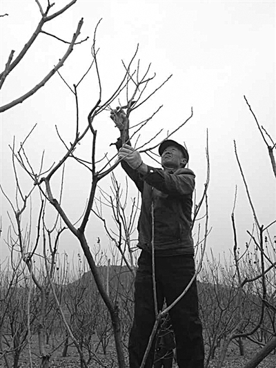 3月6日,密云县高岭乡上甸子村一位栗农正在修剪板栗树的枝干.