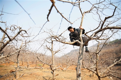 淄博沂源县杓峪村,杜深忠在果园刮树い.